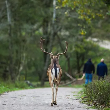 Cosy בית נופש זנדוורט